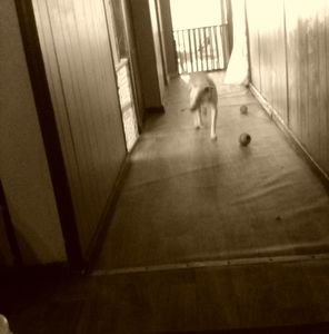 Meet your Posher, Patti